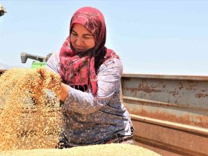 Antalya’da Buğday Hasadı Başladı