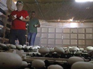 Yaz Ayları Fırın Gibi Olan Cam Serada, Soğutucu Klima Olmadan Kültür Mantarı Yetiştirdiler