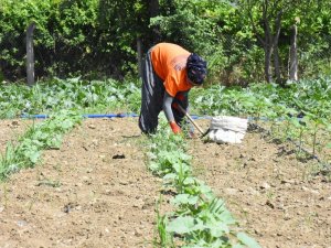 Cumhuriyet Çiftlikleri Projesi İle Ata Tohumları Hayat Buluyor