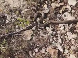 Siirtli Çiftçilerin Yılan Tedirginliği