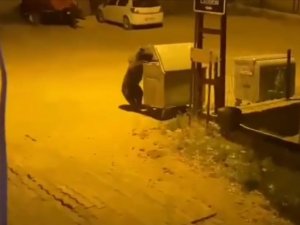 Ankara’da Aç Kalan Ayı Köye İndi