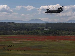 Almanya, 60 Adet Chinook Tipi Helikopter Alacak