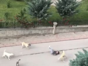 Ankara’da 6 Başıboş Köpeğin Çocuğa Saldırma Anı Kamerada