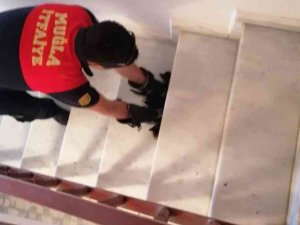 Muğla’da Kedi Operasyonu