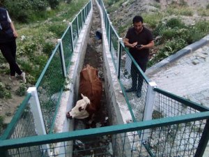 Dere Yatağında Mahsur Kalan İnekler İçin Seferber Oldular