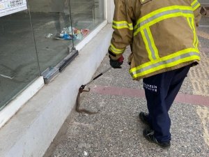 Bandırma’da Yılan Operasyonu