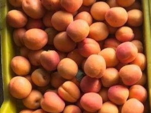 Mut’ta Iskarta Kayısı Üreticiyi Sevindirdi