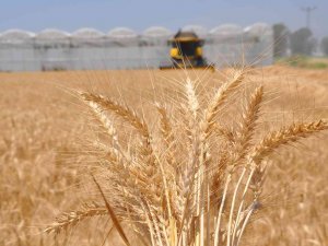 Buğdayı Savaş Da Kuraklık Da Vurdu