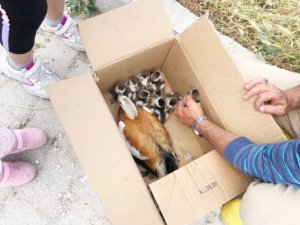 Yaralı Yaban Ördeği Barınağa Teslim Edildi