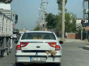 40 Derece Sıcakta Köpeği Bagajda Taşıdı