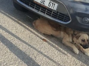 Otomobilin Altına Sıkışan Köpeği İtfaiye Kurtardı