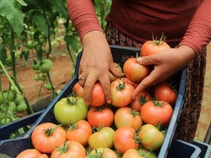 Antalya’da Domates Çiftçinin Yüzünü Güldürdü