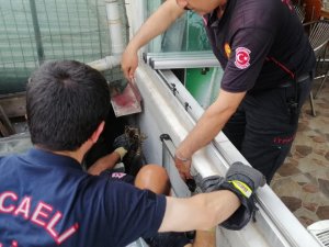 İ̇ki Bina Arasında Mahsur Kalan Kediye İtfaiyeden Kurtarma Operasyonu
