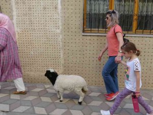 Bebek Gibi Büyüttüğü Kuzusu Peşinden Ayrılmıyor
