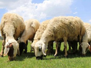 Mera Islahı Üretici Ve Hayvanları Mutlu Etti