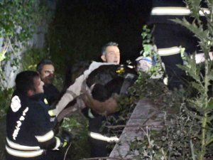 Ahıra Girenlerden Korkup Dereye Atlayan Buzağılara İtfaiyeden Zorlu Kurtarma