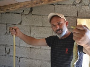 Yavruları Yiyen Yılanlara Nasihat Edip Doğaya Saldı