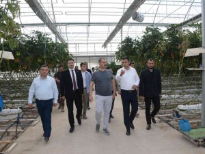 Tatvan Heyetinden Van Ve Ağrı’daki Seralara İnceleme Ziyareti