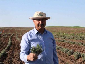 Bu Ürün Dünyada Da İlgi Görüyor, Siirt’te Yetiştirilmeye Başlandı