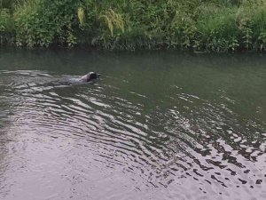 Canı Balık Çeken Köpek Derede Avlanırken Görüntülendi