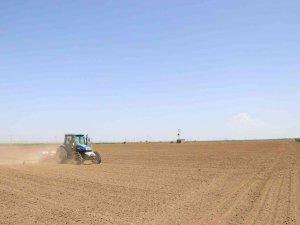 Niğde’de Fasülye Ve Barbunya Ekimi Başladı