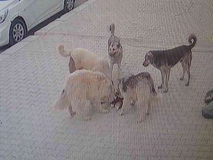 Van’da 5 Köpek Kediyi Parçalayarak Öldürdü