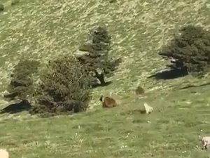 Kangal Köpeği Ayıdan Sürüyü Böyle Kurtardı