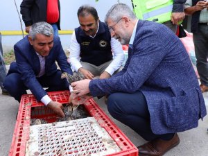 Ordu’da Çiftçilere Hindi Palazı Dağıtıldı