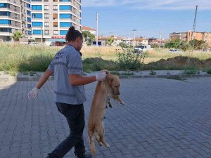 İ̇zmir’de Zehirlenen Kedi Ve Köpekler Telef Oldu
