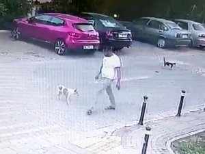 Yolda Yürürken Sebepsiz Yere Köpeğe Tekme Attı, O Anlar Kamerada