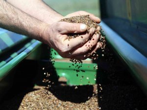 Gümüşhane’de Karabuğday Çiftçilerin Umudu Oldu