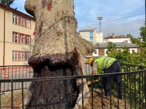 Trabzon’da 86 Adet Anıt Ağaç Tescil Edildi