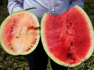 İ̇yi Karpuz Nasıl Olmalı? Çiftçiler Kelek Karpuza Karşı Uyardı