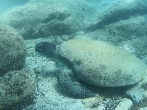 Ünlü Profesörden Isıran Caretta Carettaler İçin ’Elle Beslemeyin’ Uyarısı