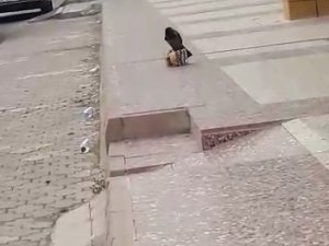Cips Hırsızı Karga Kameralara Yakalandı