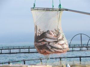 Türk Somonunun Başkenti Olmayı Hedefleyen Sinop’tan 80 Milyon Dolarlık İhracat