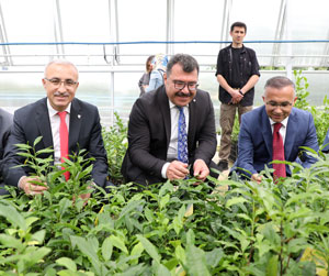 Türk çayının geleceğini koruyacak "Ulusal Çay Gen Havuzu" açıldı
