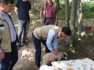 Yalova’da Vahşi Hayvanlar 17 Küçükbaş Hayvanı Telef Etti