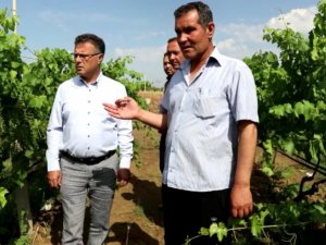Manisa’da Üzüm Bağlarını Dolu Vurdu
