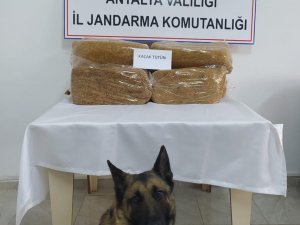 Otobüs Bagajında 50 Kilo Kaçak Tütün Ele Geçirildi