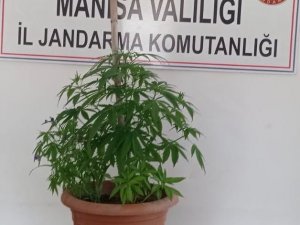 Saksıda Hint Keneviri Yetiştirdi