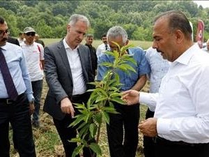 Kestane Yeniden Eski Günlerine Dönecek