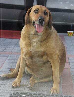 Rize'de Şakira Adlı Sokak Köpeği Fenomen Oldu