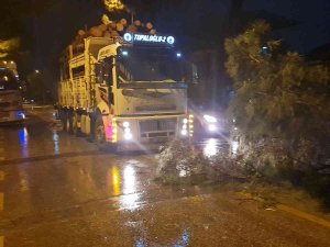 Nazilli’de Ağaçlar, Rüzgara Dayanamadı