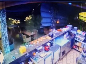 Dev Çam Ağacı Kafenin Üstüne Böyle Devrildi
