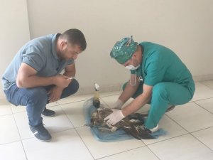 Yaralı Kaya Kartalı Tedavi Altına Alındı