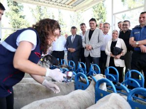 Aliağa’da Yavru Ölümlerine Karşı Aşı Kampanyası Başladı