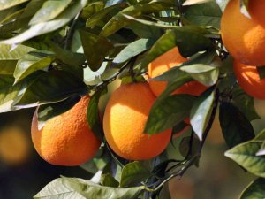 Köyceğiz Portakalı Coğrafi İşaretini Aldı