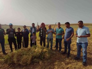 Siirt’te İlk Hasat Dualarla Yapıldı, Çiftçi Bu Yıl Umduğunu Buldu
