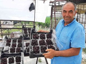 Sadece 5 Dekardan 25 Günde 300 Bin Lira Kazanıyor